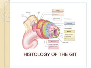 HISTOLOGY OF THE GIT
 