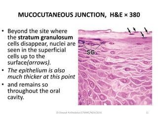 MUCOCUTANEOUS JUNCTION, H&E × 380
• Beyond the site where
the stratum granulosum
cells disappear, nuclei are
seen in the superficial
cells up to the
surface(arrows).
• The epithelium is also
much thicker at this point
• and remains so
throughout the oral
cavity.
11Dr.Deepak N.Khedekar/LTMMC/NOV/2016
 