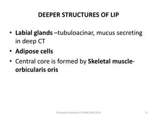 DEEPER STRUCTURES OF LIP
• Labial glands –tubuloacinar, mucus secreting
in deep CT
• Adipose cells
• Central core is formed by Skeletal muscle-
orbicularis oris
12Dr.Deepak N.Khedekar/LTMMC/NOV/2016
 