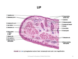 LIP
13Dr.Deepak N.Khedekar/LTMMC/NOV/2016
 