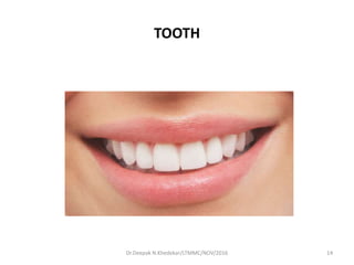 TOOTH
14Dr.Deepak N.Khedekar/LTMMC/NOV/2016
 