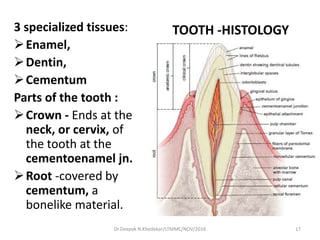TOOTH -HISTOLOGY3 specialized tissues:
Enamel,
Dentin,
Cementum
Parts of the tooth :
Crown - Ends at the
neck, or cervix, of
the tooth at the
cementoenamel jn.
Root -covered by
cementum, a
bonelike material.
17Dr.Deepak N.Khedekar/LTMMC/NOV/2016
 
