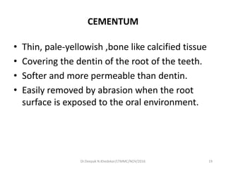 CEMENTUM
• Thin, pale-yellowish ,bone like calcified tissue
• Covering the dentin of the root of the teeth.
• Softer and more permeable than dentin.
• Easily removed by abrasion when the root
surface is exposed to the oral environment.
19Dr.Deepak N.Khedekar/LTMMC/NOV/2016
 
