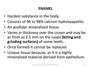 ENAMEL
• Hardest substance in the body;
• Consists of 96 to 98% calcium hydroxyapatite.
• An acellular mineralized tissue.
• Varies in thickness over the crown and may be
as thick as 2.5 mm on the cusps (biting and
grinding surfaces) of some teeth.
• Once formed it cannot be replaced.
• Unique tissue because, as it is a highly
mineralized material derived from epithelium.
20Dr.Deepak N.Khedekar/LTMMC/NOV/2016
 