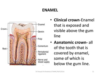 ENAMEL
• Clinical crown-Enamel
that is exposed and
visible above the gum
line
• Aanatomic crown- all
of the tooth that is
covered by enamel,
some of which is
below the gum line.
21Dr.Deepak N.Khedekar/LTMMC/NOV/2016
 