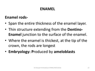 ENAMEL
Enamel rods-
• Span the entire thickness of the enamel layer.
• Thin structure extending from the Dentino-
Enamel junction to the surface of the enamel.
• Where the enamel is thickest, at the tip of the
crown, the rods are longest
• Embryology: Produced by ameloblasts
22Dr.Deepak N.Khedekar/LTMMC/NOV/2016
 