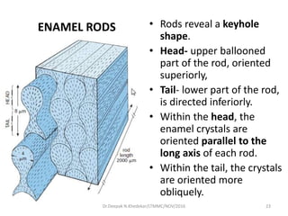 ENAMEL RODS • Rods reveal a keyhole
shape.
• Head- upper ballooned
part of the rod, oriented
superiorly,
• Tail- lower part of the rod,
is directed inferiorly.
• Within the head, the
enamel crystals are
oriented parallel to the
long axis of each rod.
• Within the tail, the crystals
are oriented more
obliquely.
23Dr.Deepak N.Khedekar/LTMMC/NOV/2016
 