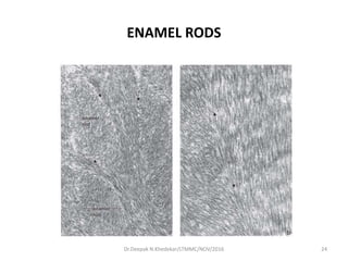 ENAMEL RODS
24Dr.Deepak N.Khedekar/LTMMC/NOV/2016
 