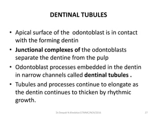 DENTINAL TUBULES
• Apical surface of the odontoblast is in contact
with the forming dentin
• Junctional complexes of the odontoblasts
separate the dentine from the pulp
• Odontoblast processes embedded in the dentin
in narrow channels called dentinal tubules .
• Tubules and processes continue to elongate as
the dentin continues to thicken by rhythmic
growth.
Dr.Deepak N.Khedekar/LTMMC/NOV/2016 27
 