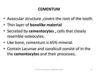 CEMENTUM
• Avascular structure ,covers the root of the tooth.
• Thin layer of bonelike material
• Secreted by cementocytes , cells that closely
resemble osteocytes.
• Like bone, cementum is 65% mineral.
• Contain Lacunae and canaliculi consist of in the
the cementocytes and their processes,
29Dr.Deepak N.Khedekar/LTMMC/NOV/2016
 