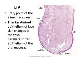 LIP
• Entry point of the
alimentary canal.
• Thin keratinized
epithelium of face
skin changes to
the thick
parakeratinized
epithelium of the
oral mucosa.
3Dr.Deepak N.Khedekar/LTMMC/NOV/2016
 