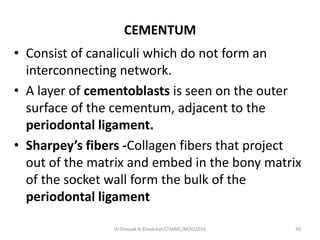 CEMENTUM
• Consist of canaliculi which do not form an
interconnecting network.
• A layer of cementoblasts is seen on the outer
surface of the cementum, adjacent to the
periodontal ligament.
• Sharpey’s fibers -Collagen fibers that project
out of the matrix and embed in the bony matrix
of the socket wall form the bulk of the
periodontal ligament
30Dr.Deepak N.Khedekar/LTMMC/NOV/2016
 