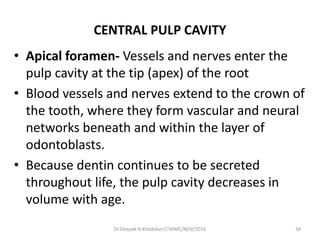 CENTRAL PULP CAVITY
• Apical foramen- Vessels and nerves enter the
pulp cavity at the tip (apex) of the root
• Blood vessels and nerves extend to the crown of
the tooth, where they form vascular and neural
networks beneath and within the layer of
odontoblasts.
• Because dentin continues to be secreted
throughout life, the pulp cavity decreases in
volume with age.
34Dr.Deepak N.Khedekar/LTMMC/NOV/2016
 