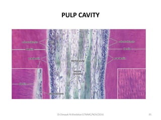 PULP CAVITY
35Dr.Deepak N.Khedekar/LTMMC/NOV/2016
 
