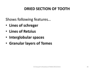 DRIED SECTION OF TOOTH
Shows following features…
• Lines of schreger
• Lines of Retzius
• Interglobular spaces
• Granular layers of Tomes
Dr.Deepak N.Khedekar/LTMMC/NOV/2016 38
 