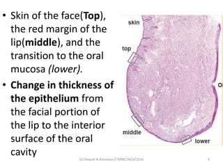• Skin of the face(Top),
the red margin of the
lip(middle), and the
transition to the oral
mucosa (lower).
• Change in thickness of
the epithelium from
the facial portion of
the lip to the interior
surface of the oral
cavity 4Dr.Deepak N.Khedekar/LTMMC/NOV/2016
 