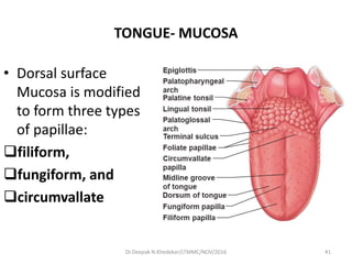 TONGUE- MUCOSA
• Dorsal surface
Mucosa is modified
to form three types
of papillae:
filiform,
fungiform, and
circumvallate
Dr.Deepak N.Khedekar/LTMMC/NOV/2016 41
 