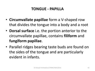 TONGUE - PAPILLA
• Circumvallate papillae form a V-shaped row
that divides the tongue into a body and a root
• Dorsal surface i.e. the portion anterior to the
circumvallate papillae, contains filiform and
fungiform papillae.
• Parallel ridges bearing taste buds are found on
the sides of the tongue and are particularly
evident in infants.
42Dr.Deepak N.Khedekar/LTMMC/NOV/2016
 