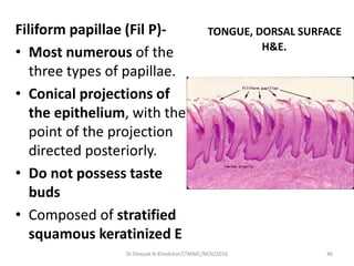 TONGUE, DORSAL SURFACE
H&E.
Filiform papillae (Fil P)-
• Most numerous of the
three types of papillae.
• Conical projections of
the epithelium, with the
point of the projection
directed posteriorly.
• Do not possess taste
buds
• Composed of stratified
squamous keratinized E
46Dr.Deepak N.Khedekar/LTMMC/NOV/2016
 