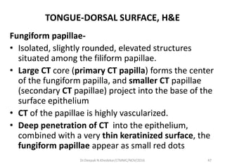 TONGUE-DORSAL SURFACE, H&E
Fungiform papillae-
• Isolated, slightly rounded, elevated structures
situated among the filiform papillae.
• Large CT core (primary CT papilla) forms the center
of the fungiform papilla, and smaller CT papillae
(secondary CT papillae) project into the base of the
surface epithelium
• CT of the papillae is highly vascularized.
• Deep penetration of CT into the epithelium,
combined with a very thin keratinized surface, the
fungiform papillae appear as small red dots
47Dr.Deepak N.Khedekar/LTMMC/NOV/2016
 