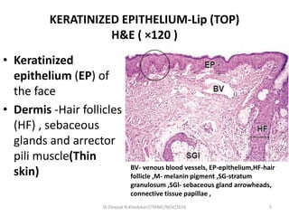 KERATINIZED EPITHELIUM-Lip (TOP)
H&E ( ×120 )
• Keratinized
epithelium (EP) of
the face
• Dermis -Hair follicles
(HF) , sebaceous
glands and arrector
pili muscle(Thin
skin) BV- venous blood vessels, EP-epithelium,HF-hair
follicle ,M- melanin pigment ,SG-stratum
granulosum ,SGl- sebaceous gland arrowheads,
connective tissue papillae ,
5Dr.Deepak N.Khedekar/LTMMC/NOV/2016
 