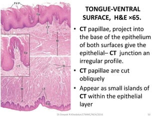 TONGUE-VENTRAL
SURFACE, H&E ×65.
• CT papillae, project into
the base of the epithelium
of both surfaces give the
epithelial– CT junction an
irregular profile.
• CT papillae are cut
obliquely
• Appear as small islands of
CT within the epithelial
layer
50Dr.Deepak N.Khedekar/LTMMC/NOV/2016
 