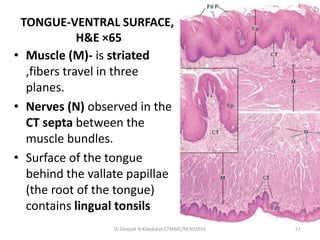 TONGUE-VENTRAL SURFACE,
H&E ×65
• Muscle (M)- is striated
,fibers travel in three
planes.
• Nerves (N) observed in the
CT septa between the
muscle bundles.
• Surface of the tongue
behind the vallate papillae
(the root of the tongue)
contains lingual tonsils
51Dr.Deepak N.Khedekar/LTMMC/NOV/2016
 