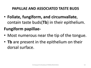 PAPILLAE AND ASSOCIATED TASTE BUDS
• Foliate, fungiform, and circumvallate,
contain taste buds(Tb) in their epithelium.
Fungiform papillae-
• Most numerous near the tip of the tongue.
• Tb are present in the epithelium on their
dorsal surface.
52Dr.Deepak N.Khedekar/LTMMC/NOV/2016
 