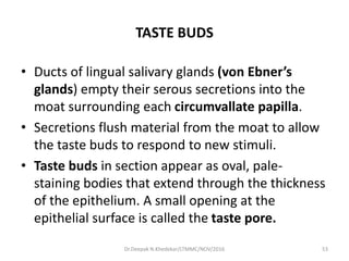 TASTE BUDS
• Ducts of lingual salivary glands (von Ebner’s
glands) empty their serous secretions into the
moat surrounding each circumvallate papilla.
• Secretions flush material from the moat to allow
the taste buds to respond to new stimuli.
• Taste buds in section appear as oval, pale-
staining bodies that extend through the thickness
of the epithelium. A small opening at the
epithelial surface is called the taste pore.
53Dr.Deepak N.Khedekar/LTMMC/NOV/2016
 