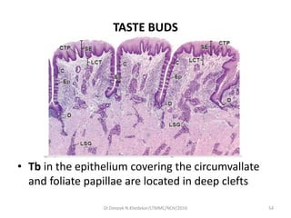 TASTE BUDS
• Tb in the epithelium covering the circumvallate
and foliate papillae are located in deep clefts
54Dr.Deepak N.Khedekar/LTMMC/NOV/2016
 