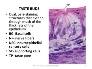 TASTE BUDS
• Oval, pale-staining
structures that extend
through much of the
thickness of the
epithelium.
• BC- Basal cells
• NF- nerve fibers
• NSC- neuroepithelial
sensory cells
• SC- supporting cells
• TP- taste pore
Dr.Deepak N.Khedekar/LTMMC/NOV/2016 56
 