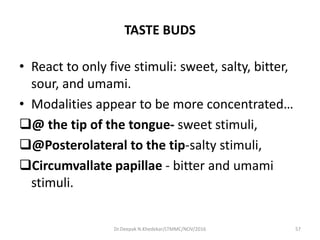 TASTE BUDS
• React to only five stimuli: sweet, salty, bitter,
sour, and umami.
• Modalities appear to be more concentrated…
@ the tip of the tongue- sweet stimuli,
@Posterolateral to the tip-salty stimuli,
Circumvallate papillae - bitter and umami
stimuli.
57Dr.Deepak N.Khedekar/LTMMC/NOV/2016
 