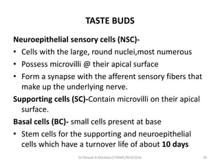 TASTE BUDS
Neuroepithelial sensory cells (NSC)-
• Cells with the large, round nuclei,most numerous
• Possess microvilli @ their apical surface
• Form a synapse with the afferent sensory fibers that
make up the underlying nerve.
Supporting cells (SC)-Contain microvilli on their apical
surface.
Basal cells (BC)- small cells present at base
• Stem cells for the supporting and neuroepithelial
cells which have a turnover life of about 10 days
58Dr.Deepak N.Khedekar/LTMMC/NOV/2016
 