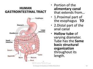 • Portion of the
alimentary canal
that extends from…
• 1.Proximal part of
the esophagus TO
• 2.Distal part of the
anal canal
• Hollow tube of
varying diameter.
Tube has the Same
basic structural
organization
throughout its
length.
Dr.Deepak N.Khedekar/LTMMC/NOV/2016 59
 