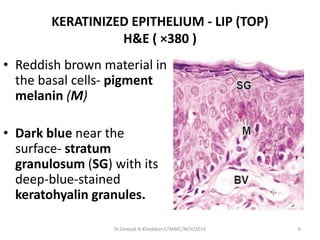 KERATINIZED EPITHELIUM - LIP (TOP)
H&E ( ×380 )
• Reddish brown material in
the basal cells- pigment
melanin (M)
• Dark blue near the
surface- stratum
granulosum (SG) with its
deep-blue-stained
keratohyalin granules.
6Dr.Deepak N.Khedekar/LTMMC/NOV/2016
 