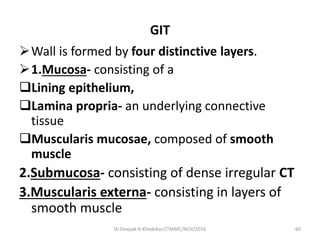 GIT
Wall is formed by four distinctive layers.
1.Mucosa- consisting of a
Lining epithelium,
Lamina propria- an underlying connective
tissue
Muscularis mucosae, composed of smooth
muscle
2.Submucosa- consisting of dense irregular CT
3.Muscularis externa- consisting in layers of
smooth muscle
60Dr.Deepak N.Khedekar/LTMMC/NOV/2016
 