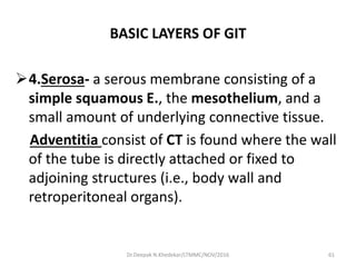 BASIC LAYERS OF GIT
4.Serosa- a serous membrane consisting of a
simple squamous E., the mesothelium, and a
small amount of underlying connective tissue.
Adventitia consist of CT is found where the wall
of the tube is directly attached or fixed to
adjoining structures (i.e., body wall and
retroperitoneal organs).
61Dr.Deepak N.Khedekar/LTMMC/NOV/2016
 