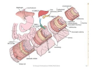 62Dr.Deepak N.Khedekar/LTMMC/NOV/2016
 