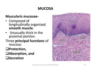 MUCOSA
Muscularis mucosae-
• Composed of
longitudinally organized
smooth muscle.
• Unusually thick in the
proximal portion.
Three principal functions of
mucosa:
Protection,
Absorption, and
Secretion
65Dr.Deepak N.Khedekar/LTMMC/NOV/2016
 