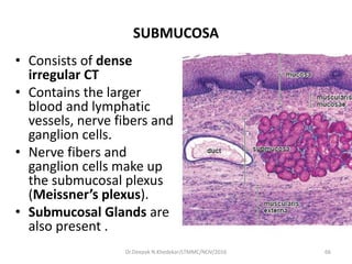 SUBMUCOSA
• Consists of dense
irregular CT
• Contains the larger
blood and lymphatic
vessels, nerve fibers and
ganglion cells.
• Nerve fibers and
ganglion cells make up
the submucosal plexus
(Meissner’s plexus).
• Submucosal Glands are
also present .
66Dr.Deepak N.Khedekar/LTMMC/NOV/2016
 