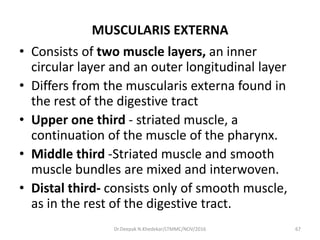 MUSCULARIS EXTERNA
• Consists of two muscle layers, an inner
circular layer and an outer longitudinal layer
• Differs from the muscularis externa found in
the rest of the digestive tract
• Upper one third - striated muscle, a
continuation of the muscle of the pharynx.
• Middle third -Striated muscle and smooth
muscle bundles are mixed and interwoven.
• Distal third- consists only of smooth muscle,
as in the rest of the digestive tract.
67Dr.Deepak N.Khedekar/LTMMC/NOV/2016
 