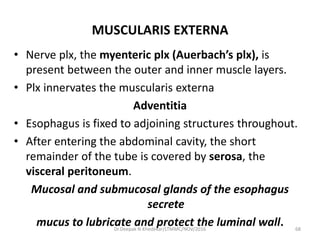 MUSCULARIS EXTERNA
• Nerve plx, the myenteric plx (Auerbach’s plx), is
present between the outer and inner muscle layers.
• Plx innervates the muscularis externa
Adventitia
• Esophagus is fixed to adjoining structures throughout.
• After entering the abdominal cavity, the short
remainder of the tube is covered by serosa, the
visceral peritoneum.
Mucosal and submucosal glands of the esophagus
secrete
mucus to lubricate and protect the luminal wall. 68Dr.Deepak N.Khedekar/LTMMC/NOV/2016
 