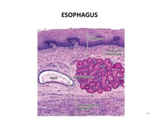 ESOPHAGUS
69Dr.Deepak N.Khedekar/LTMMC/NOV/2016
 