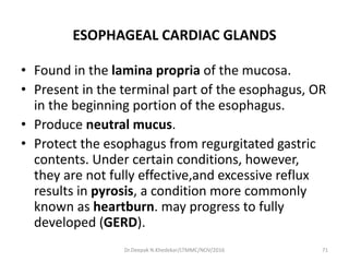 ESOPHAGEAL CARDIAC GLANDS
• Found in the lamina propria of the mucosa.
• Present in the terminal part of the esophagus, OR
in the beginning portion of the esophagus.
• Produce neutral mucus.
• Protect the esophagus from regurgitated gastric
contents. Under certain conditions, however,
they are not fully effective,and excessive reflux
results in pyrosis, a condition more commonly
known as heartburn. may progress to fully
developed (GERD).
71Dr.Deepak N.Khedekar/LTMMC/NOV/2016
 