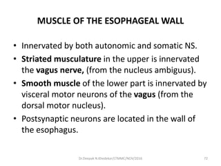 MUSCLE OF THE ESOPHAGEAL WALL
• Innervated by both autonomic and somatic NS.
• Striated musculature in the upper is innervated
the vagus nerve, (from the nucleus ambiguus).
• Smooth muscle of the lower part is innervated by
visceral motor neurons of the vagus (from the
dorsal motor nucleus).
• Postsynaptic neurons are located in the wall of
the esophagus.
72Dr.Deepak N.Khedekar/LTMMC/NOV/2016
 