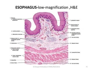 ESOPHAGUS-low-magnification ,H&E
73Dr.Deepak N.Khedekar/LTMMC/NOV/2016
 