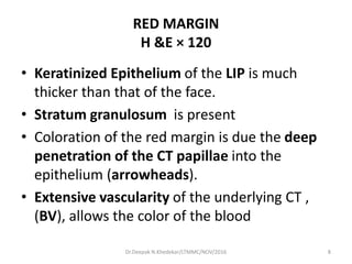 RED MARGIN
H &E × 120
• Keratinized Epithelium of the LIP is much
thicker than that of the face.
• Stratum granulosum is present
• Coloration of the red margin is due the deep
penetration of the CT papillae into the
epithelium (arrowheads).
• Extensive vascularity of the underlying CT ,
(BV), allows the color of the blood
8Dr.Deepak N.Khedekar/LTMMC/NOV/2016
 