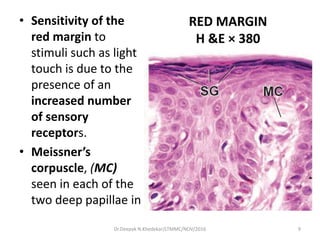 RED MARGIN
H &E × 380
• Sensitivity of the
red margin to
stimuli such as light
touch is due to the
presence of an
increased number
of sensory
receptors.
• Meissner’s
corpuscle, (MC)
seen in each of the
two deep papillae in
9Dr.Deepak N.Khedekar/LTMMC/NOV/2016
 