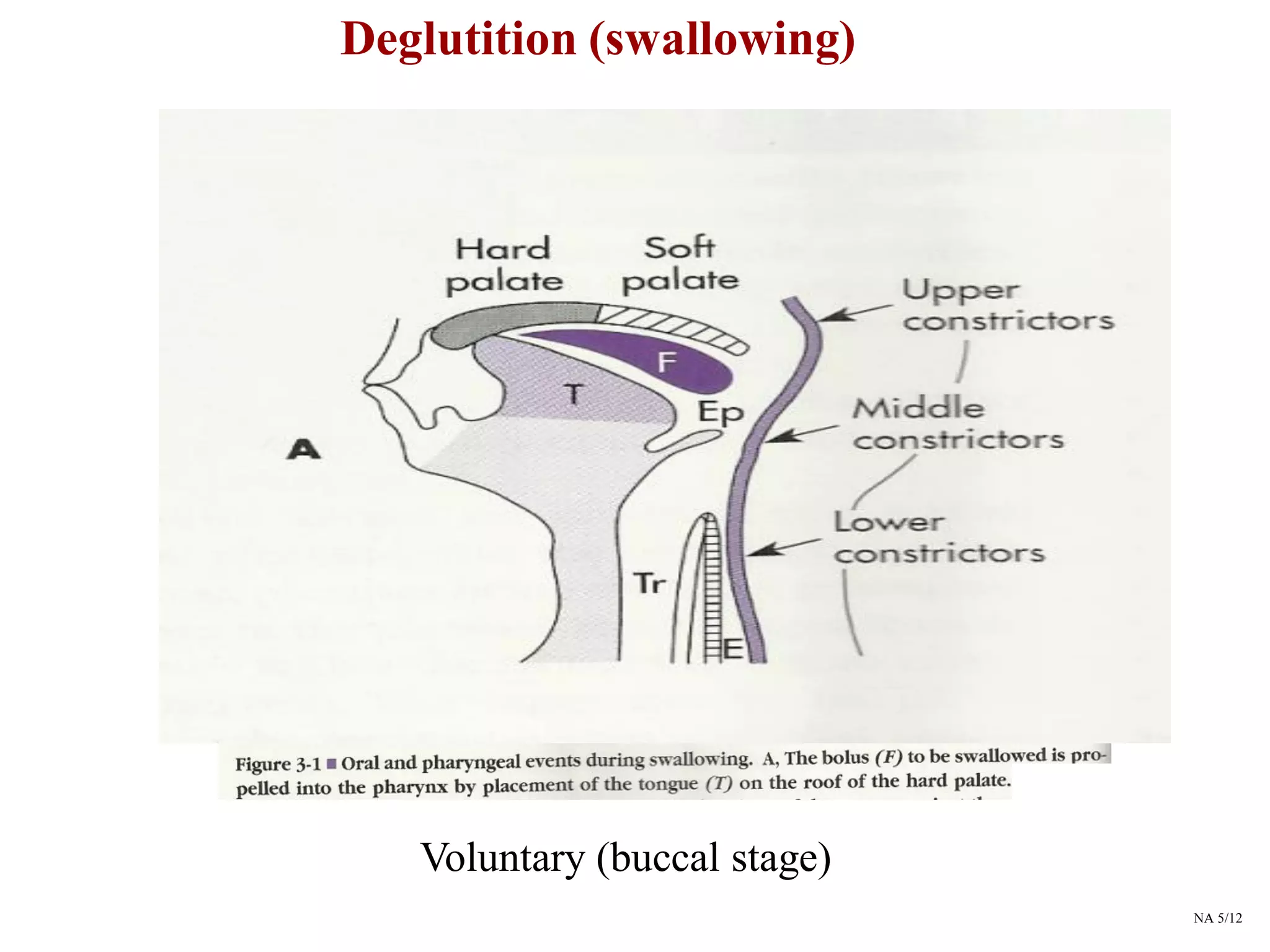 Gastrointestinal tract (GIT) | PDF