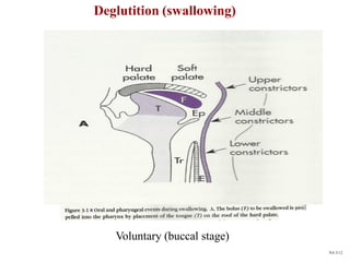 Deglutition (swallowing)
Voluntary (buccal stage)
NA 5/12
 